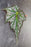 Begonia DeElegans