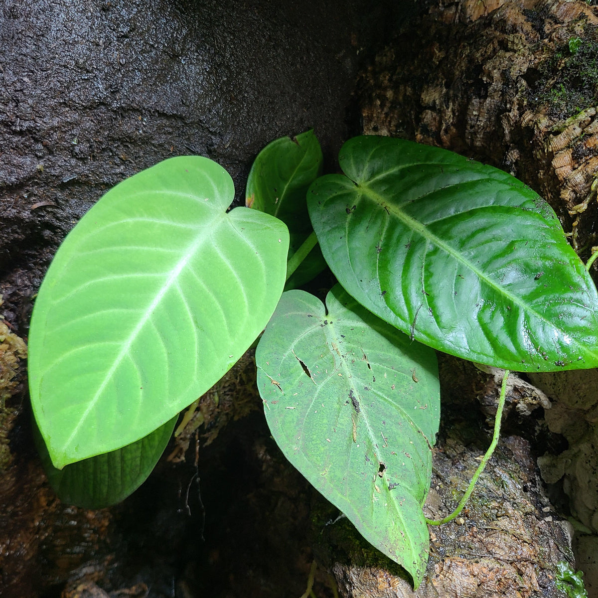 philodendron villenaorum Anthurium villenaorum Terrarium Plant