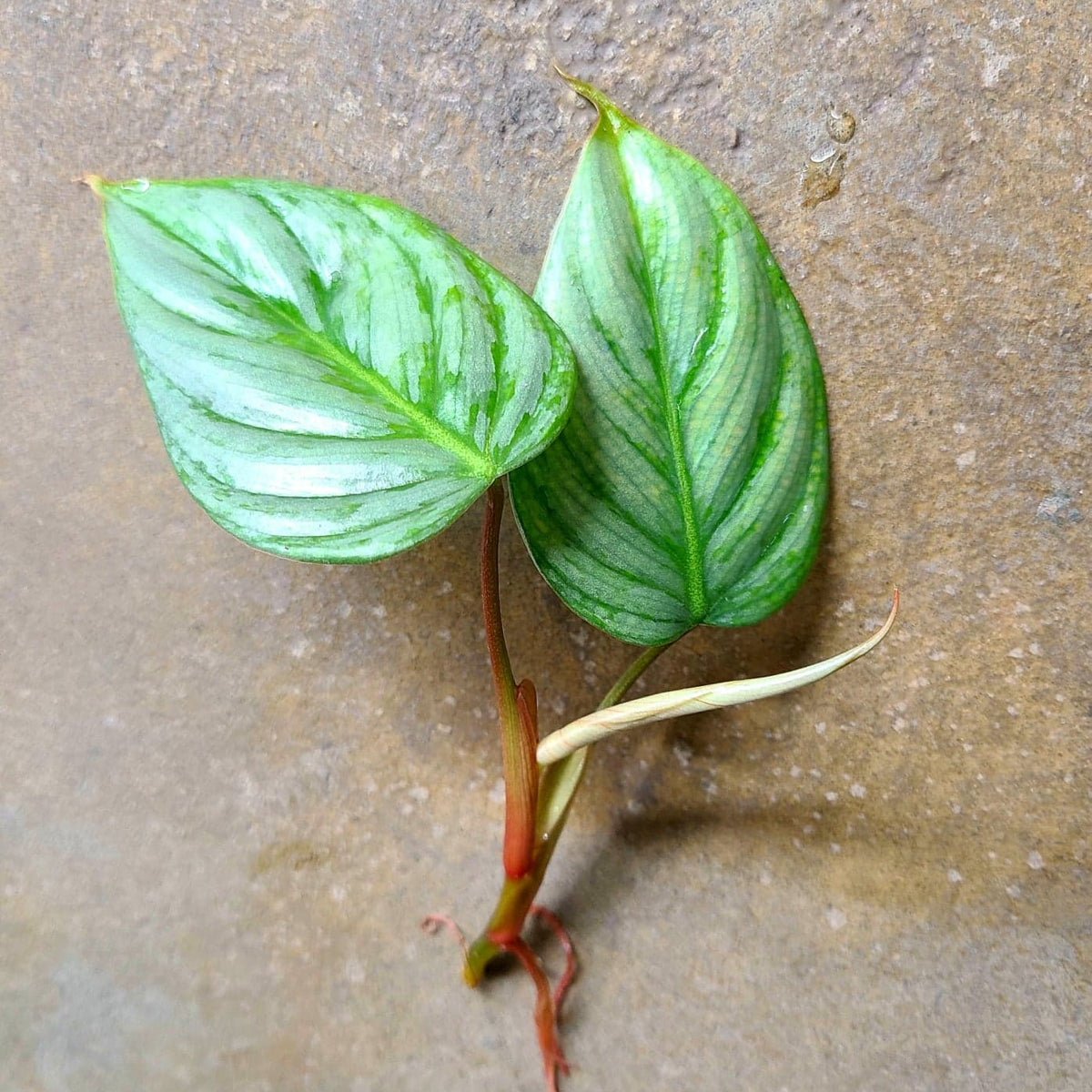 philodendron sidori Philodendron sodiroi “Standard Form” Terrarium Plant