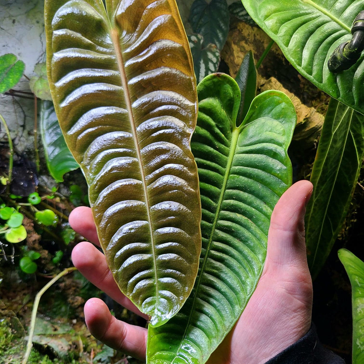 anthurium pittieri Anthurium veitchii Terrarium Plant