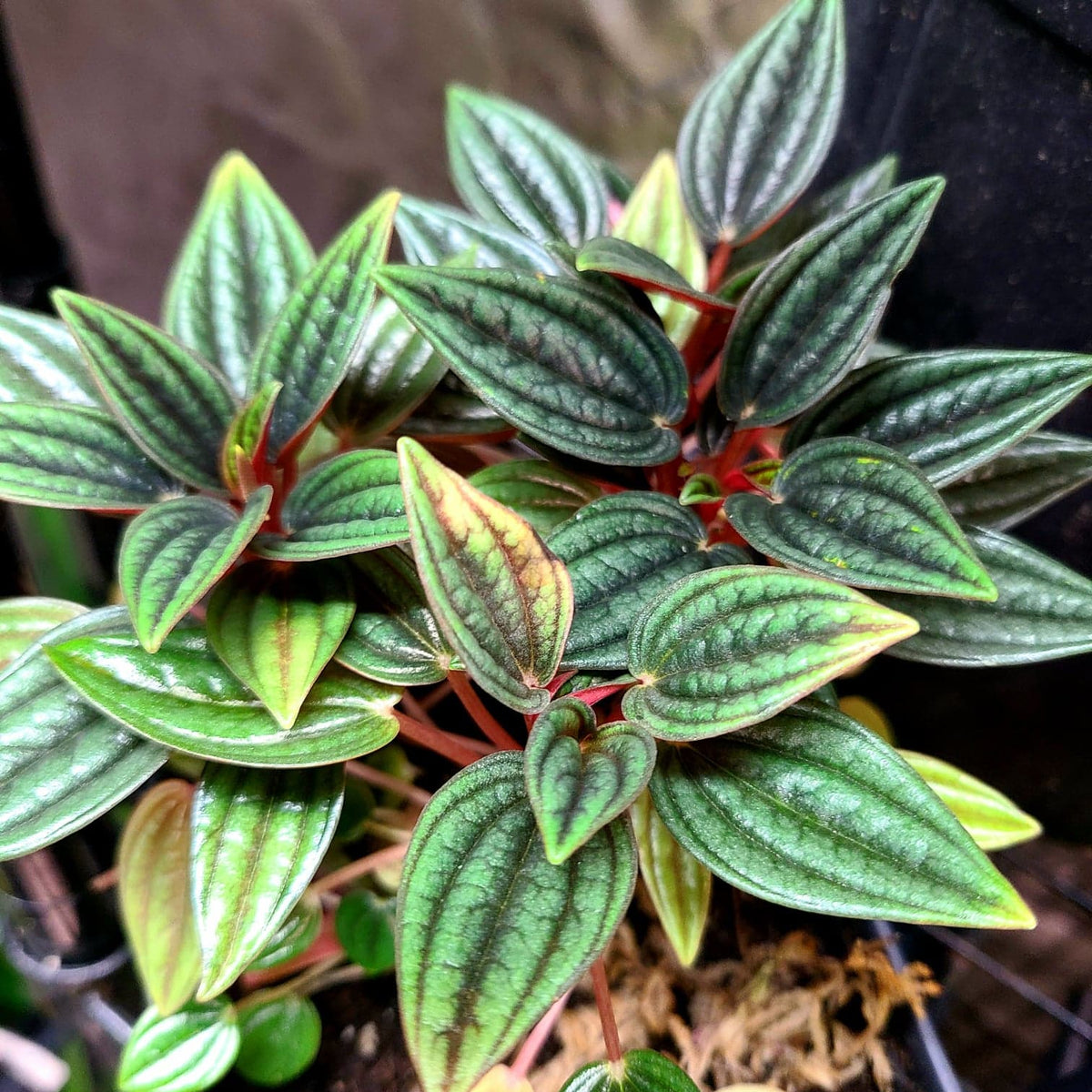 Peperomia Rosso Terrarium Plant