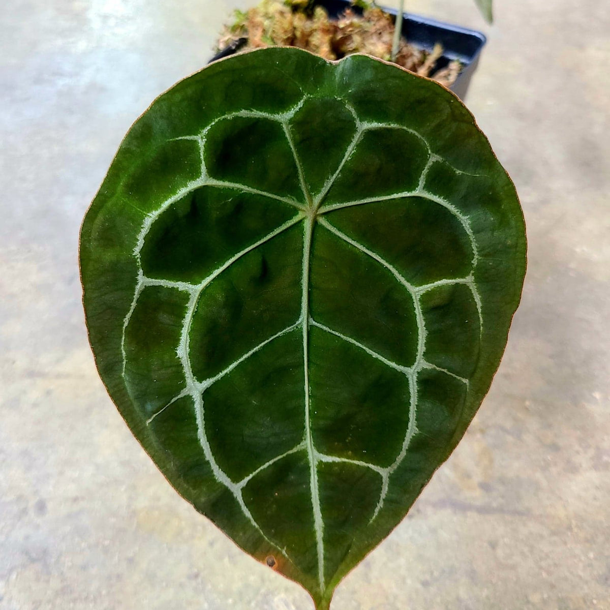 anthurium forgetii dark form Anthurium forgetii 