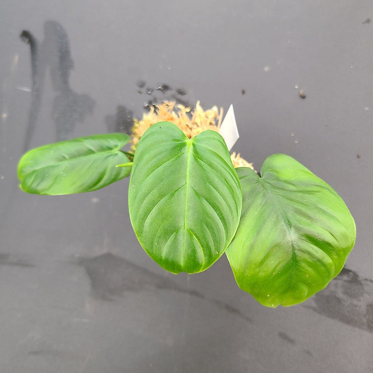 Philodendron tenue 