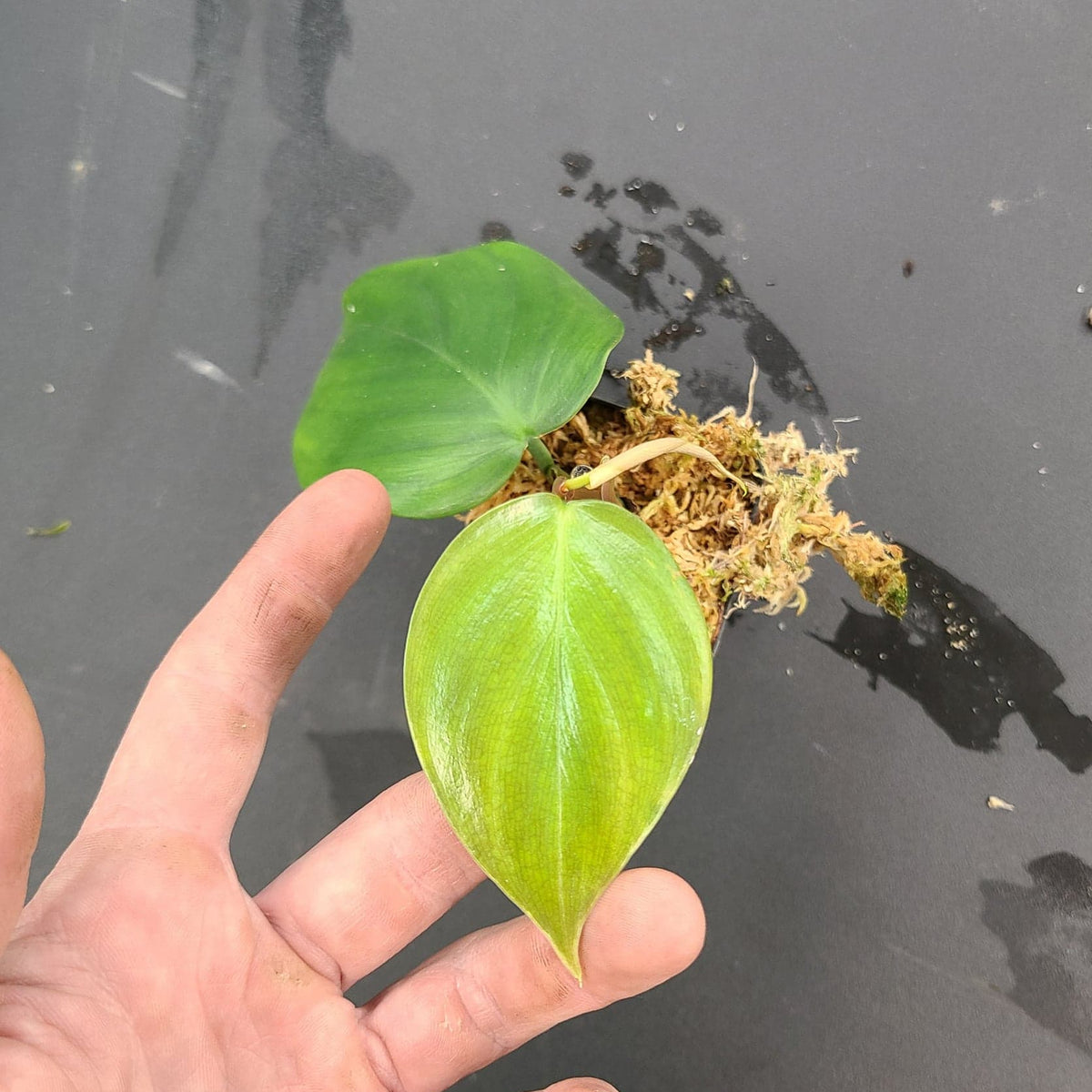 philodendron villamagense 'pangui' Philodendron villamangense 'Pangui' Terrarium Plant