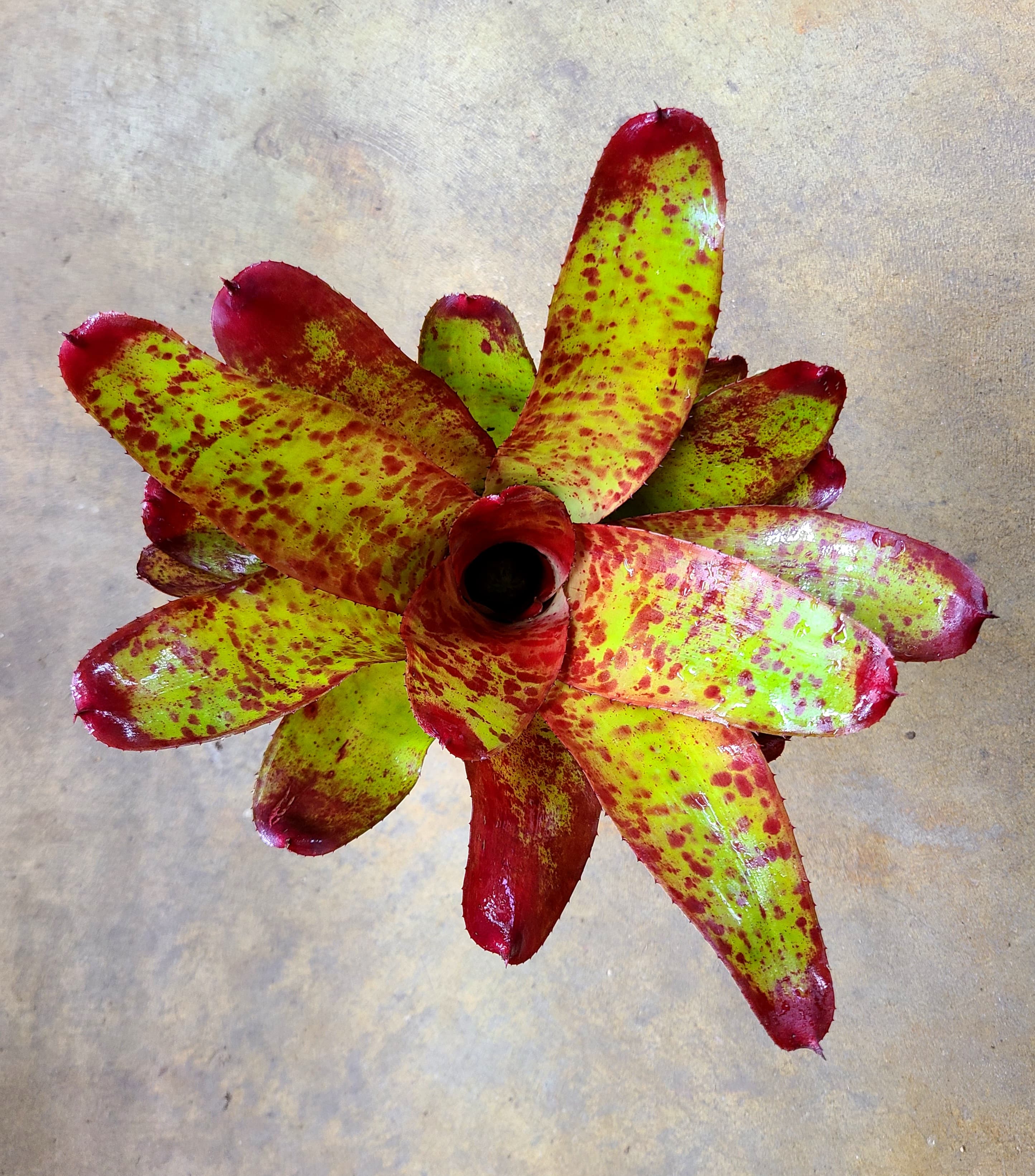 Neoregelia 