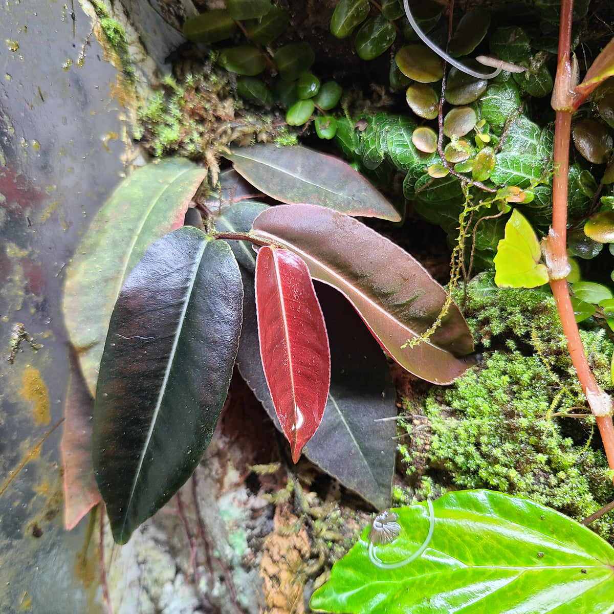 Marcgravia El Coca Terrarium Plant
