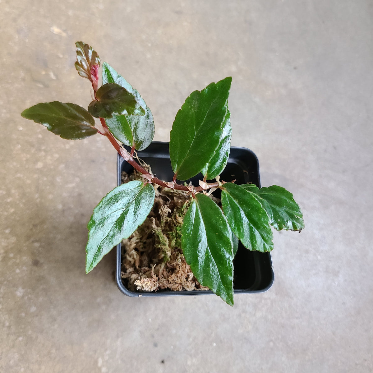 anthurium glabra Begonia glabra Terrarium Plant
