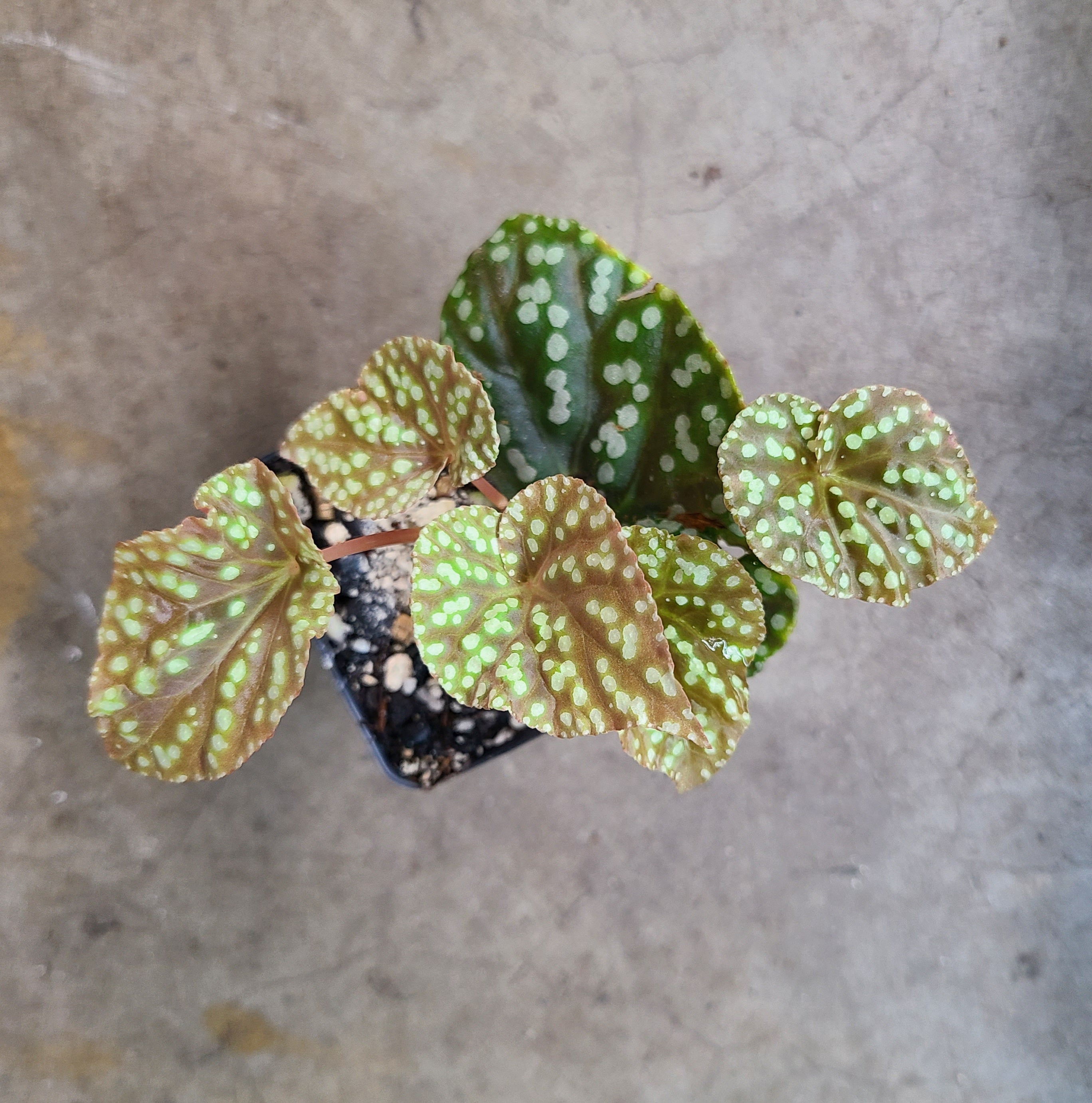 20210921_193527.jpg?crop=