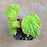 Begonia 'Buttercup' (staudtii x prismatocarpa)