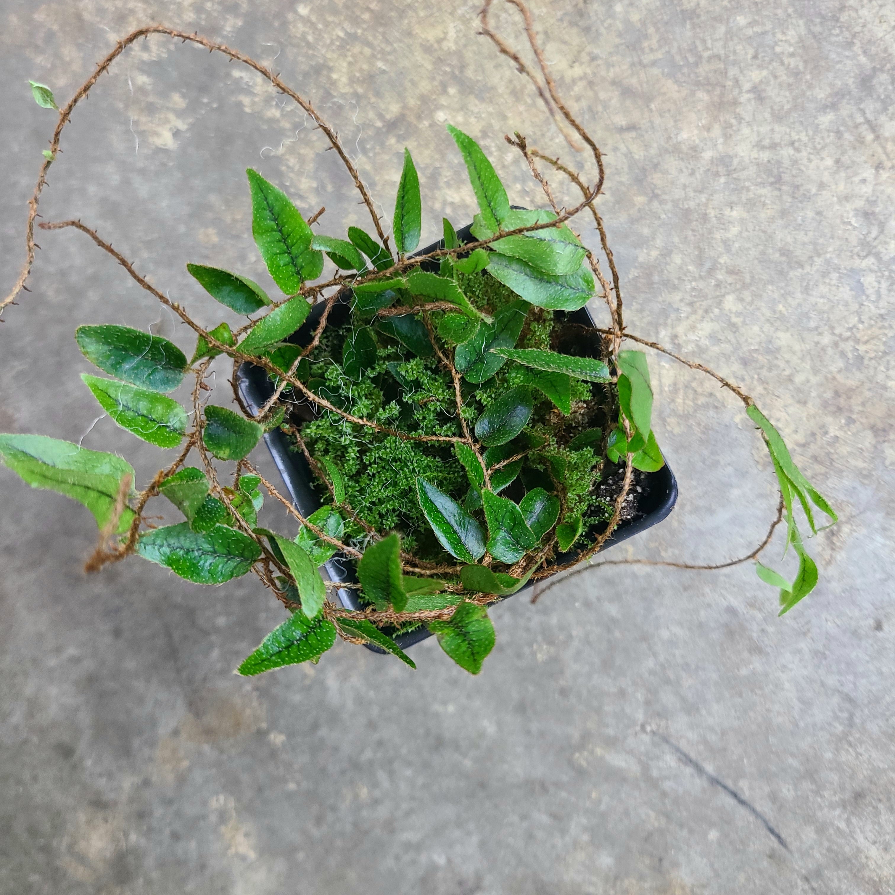 Microgramma reptans Terrarium Plant | FrogDaddy