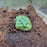 Ceratophrys sp. - Pac Man Frog - Green