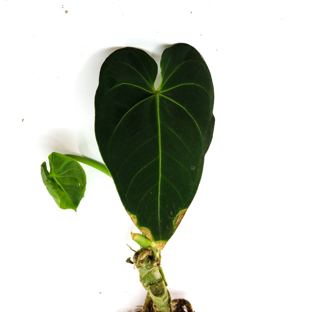 anthurium angustisectum Anthurium angamarcanum 'Type' Terrarium Plant