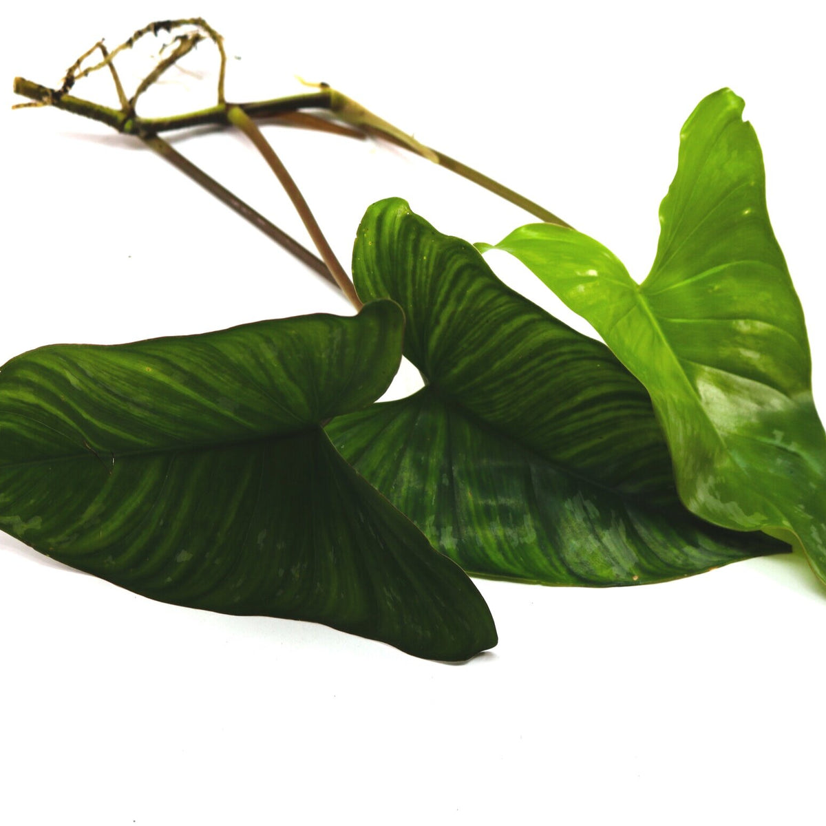 Philodendron brevispathum Terrarium Plant | FrogDaddy