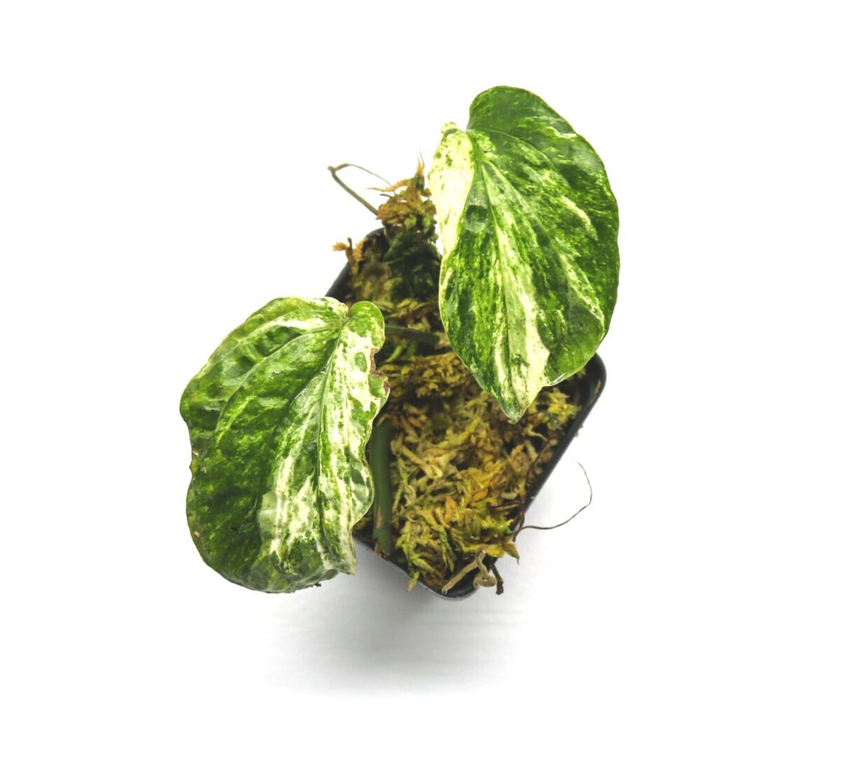 amydrium variegata Amydrium zippelianum variegata Terrarium Plant