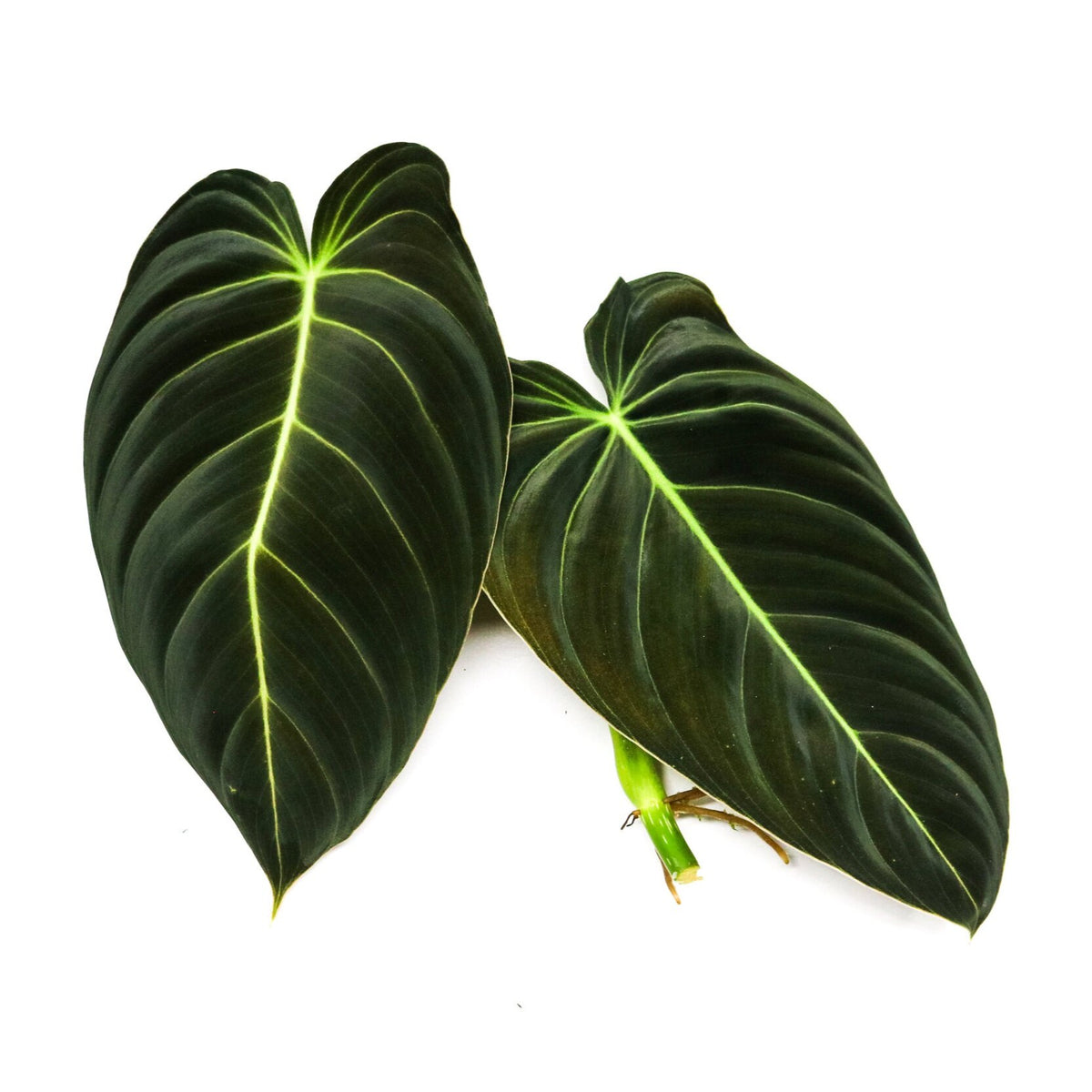 Philodendron melanochrysum Terrarium Plant
