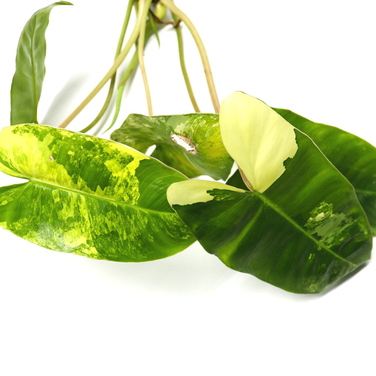 philodendron quail gardens Philodendron Burl Marx Variegata Terrarium Plant