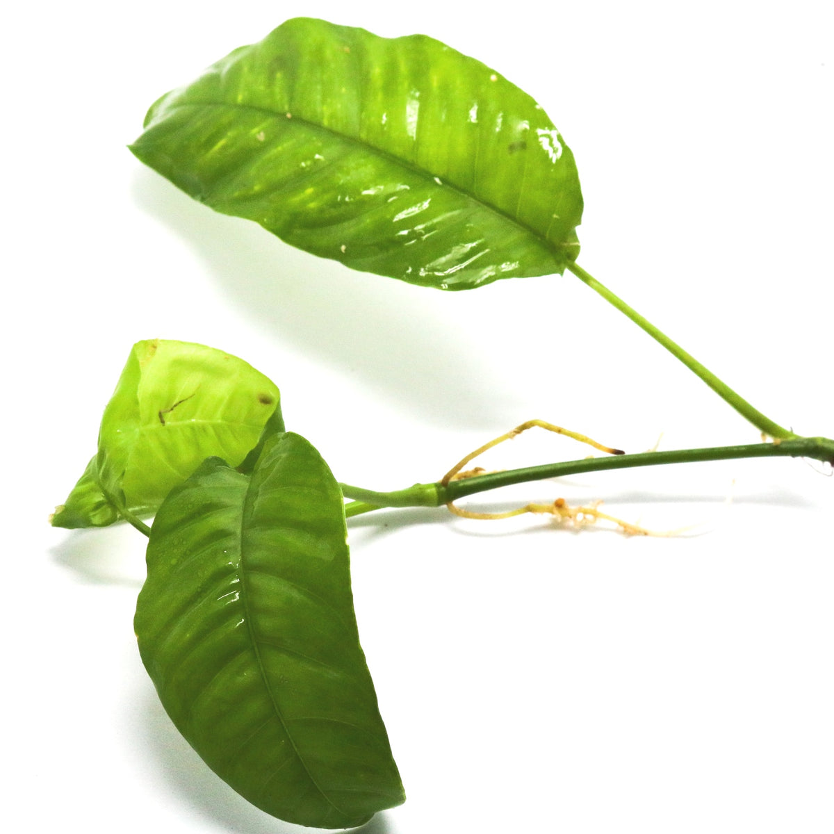 long thin leaf philodendron Philodendron cf. inaequilaterum "Paper Thin"