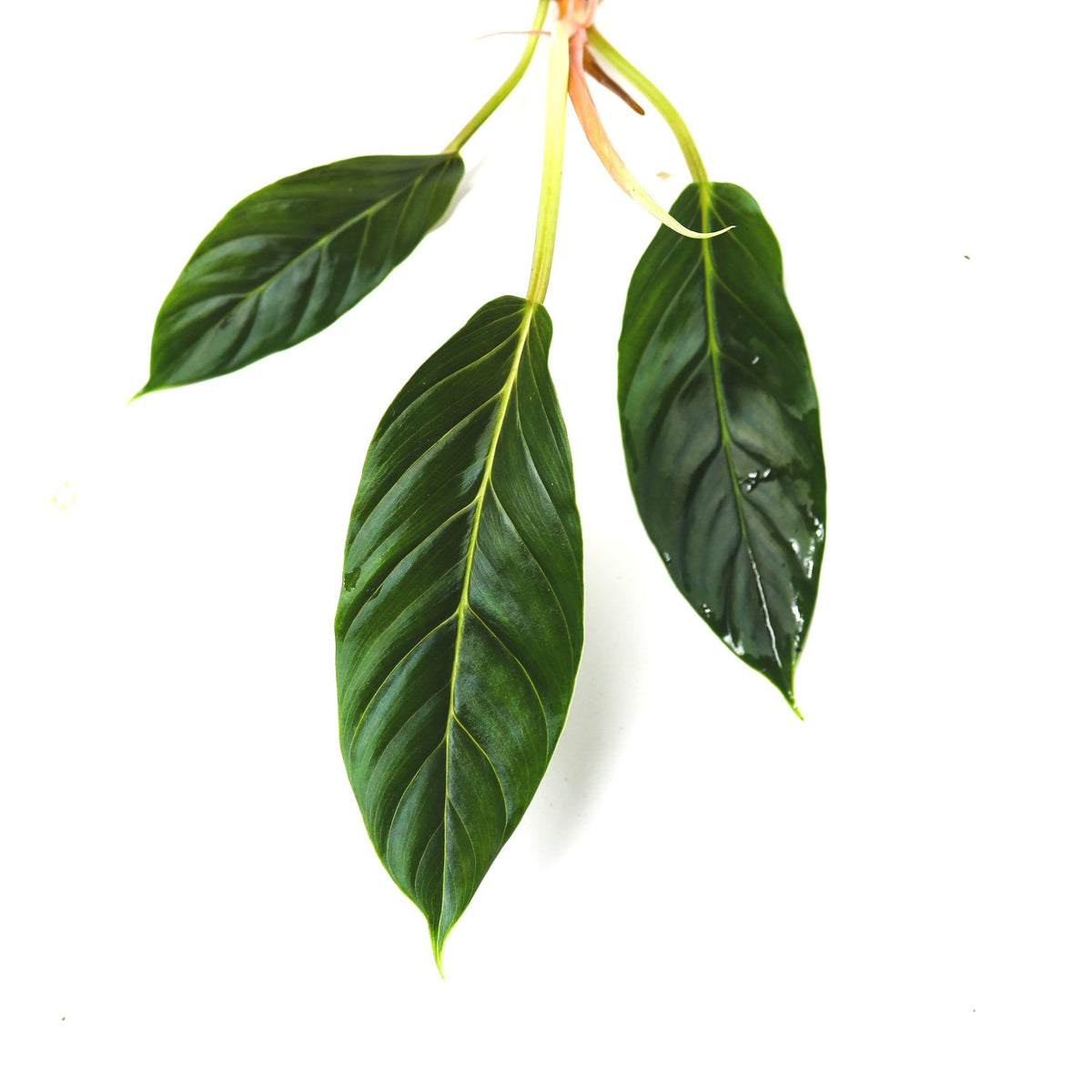 Philodendron wendlandii 2 Terrarium Plant