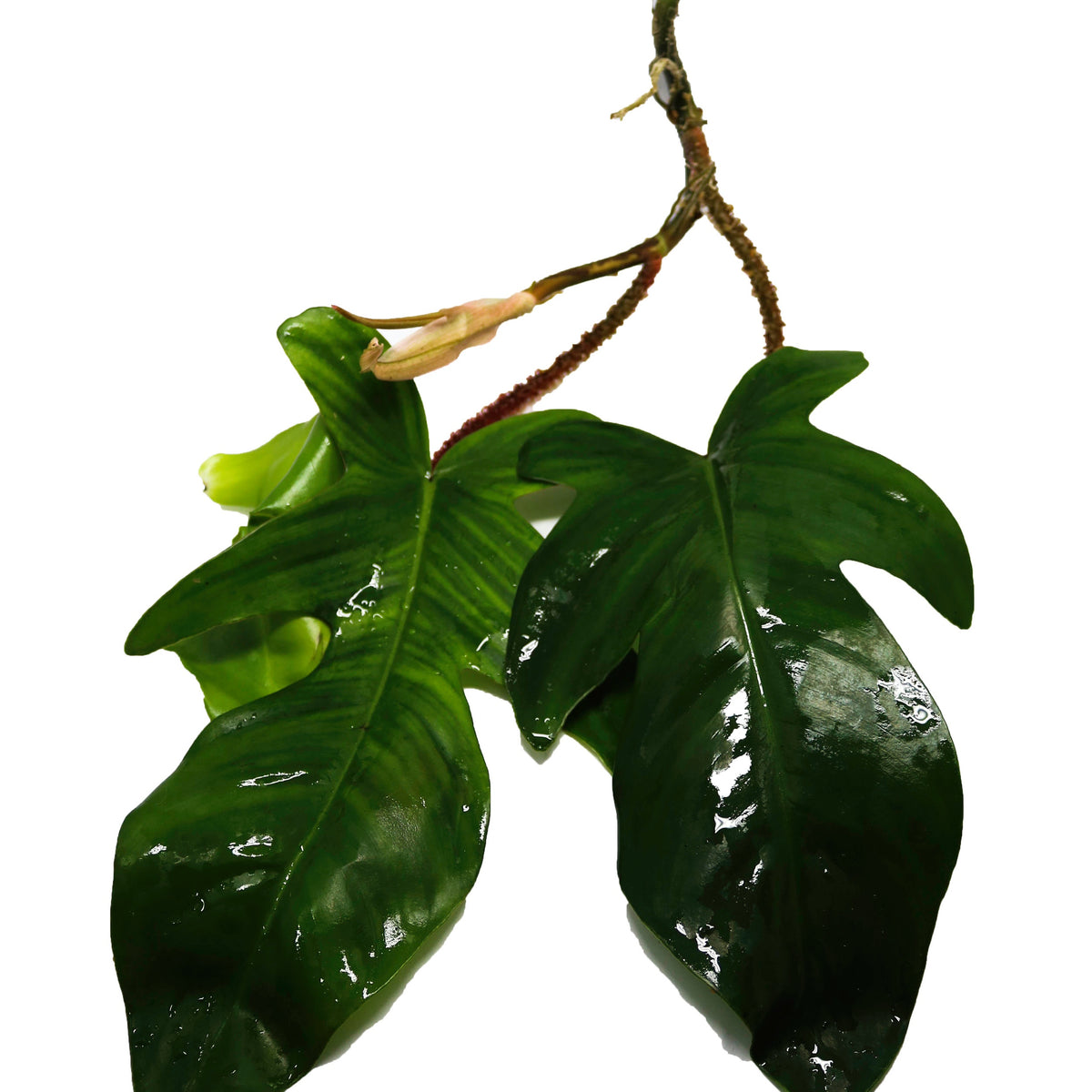 philodendron camouflage Philodendron squamiferum Terrarium Plant