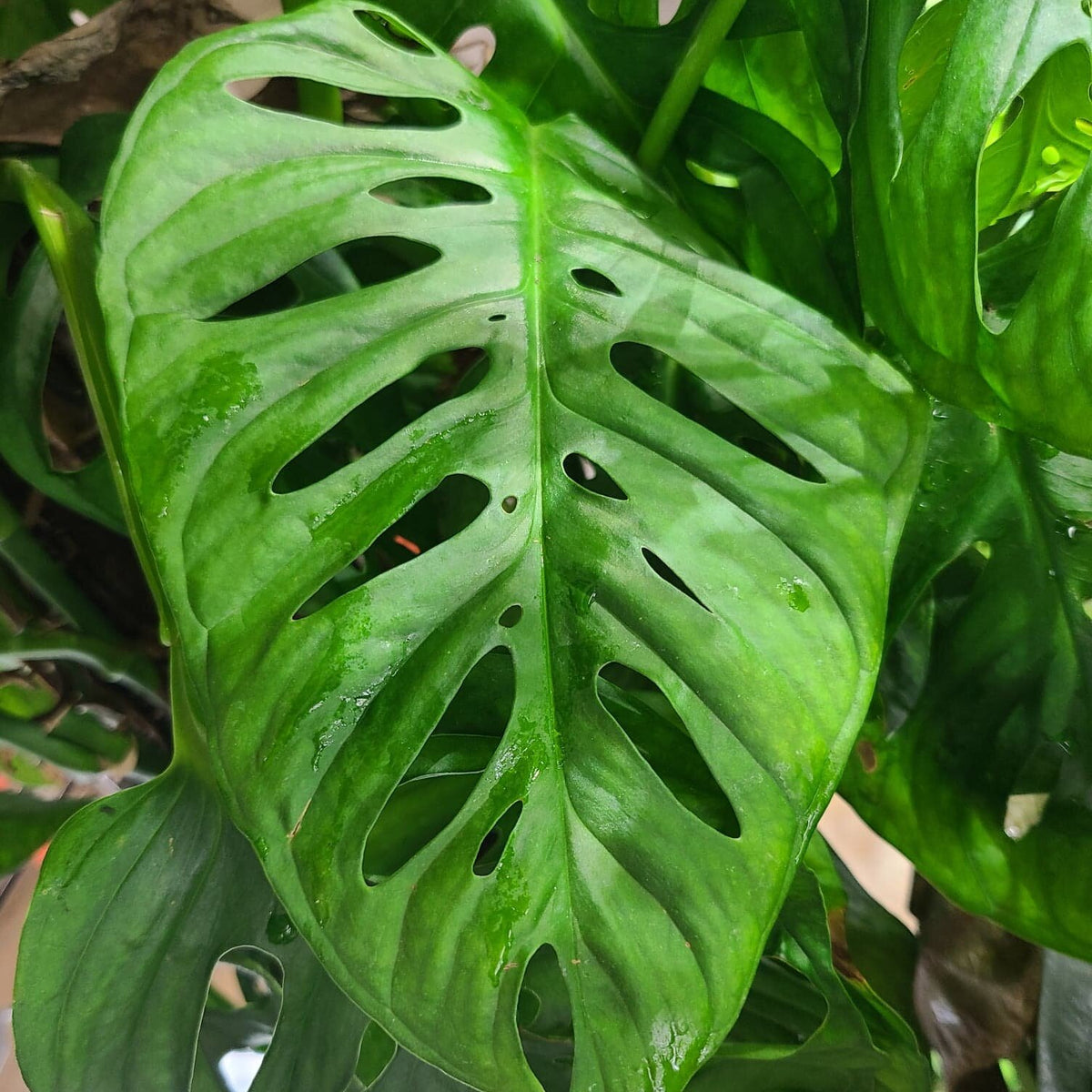 Monstera adansonii Terrarium Plant