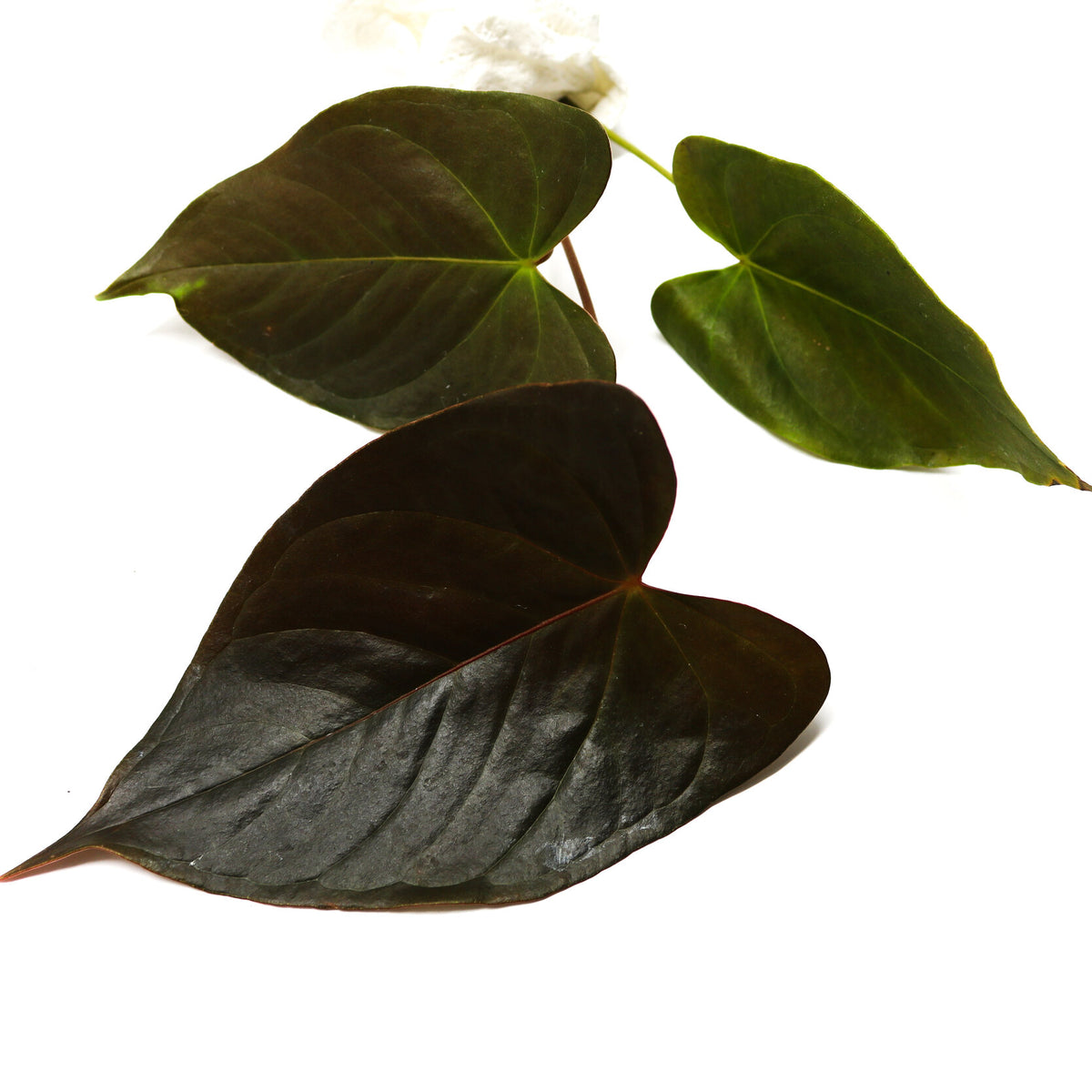 Anthurium chamberlainii Rare Epiphytic Aroid