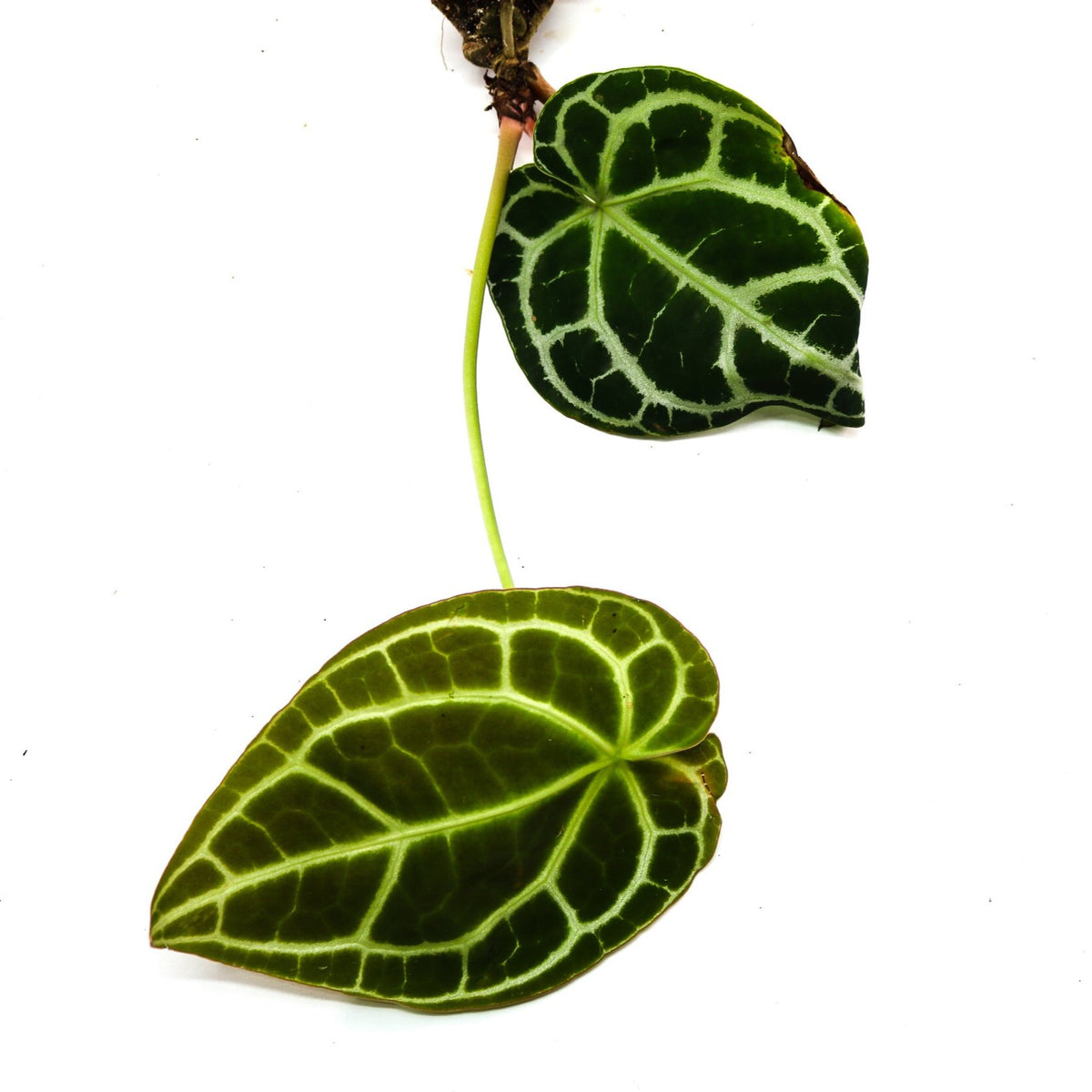 anthurium lunette Anthurium crystallinum Terrarium Plant