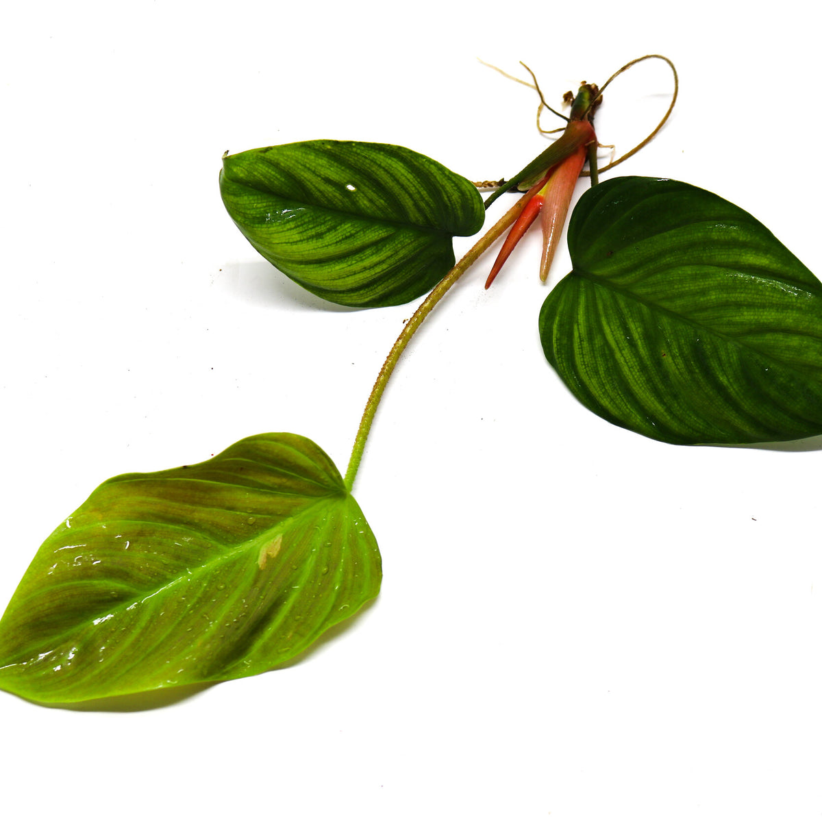 Philodendron sp. 