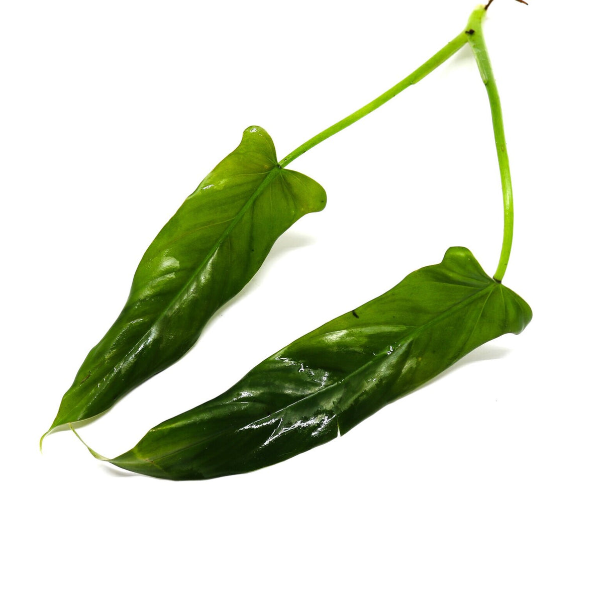 philodendron mexicano Philodendron mexicanum Red Back Terrarium Plant