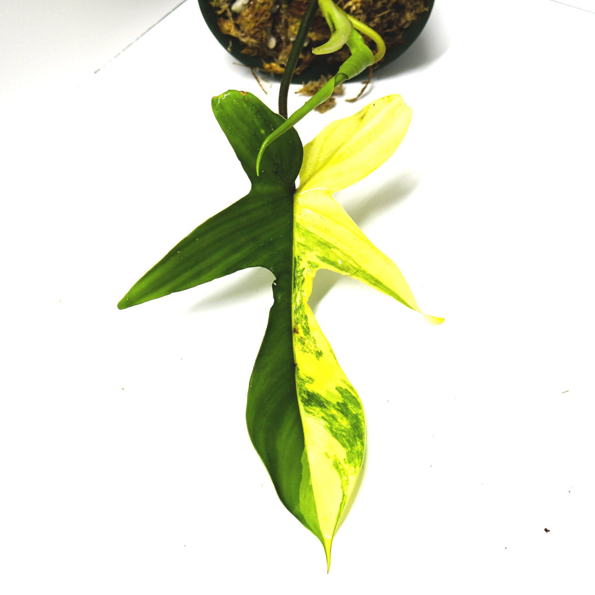 philodendron florida alba beauty Philodendron "Florida Beauty" Terrarium Plant