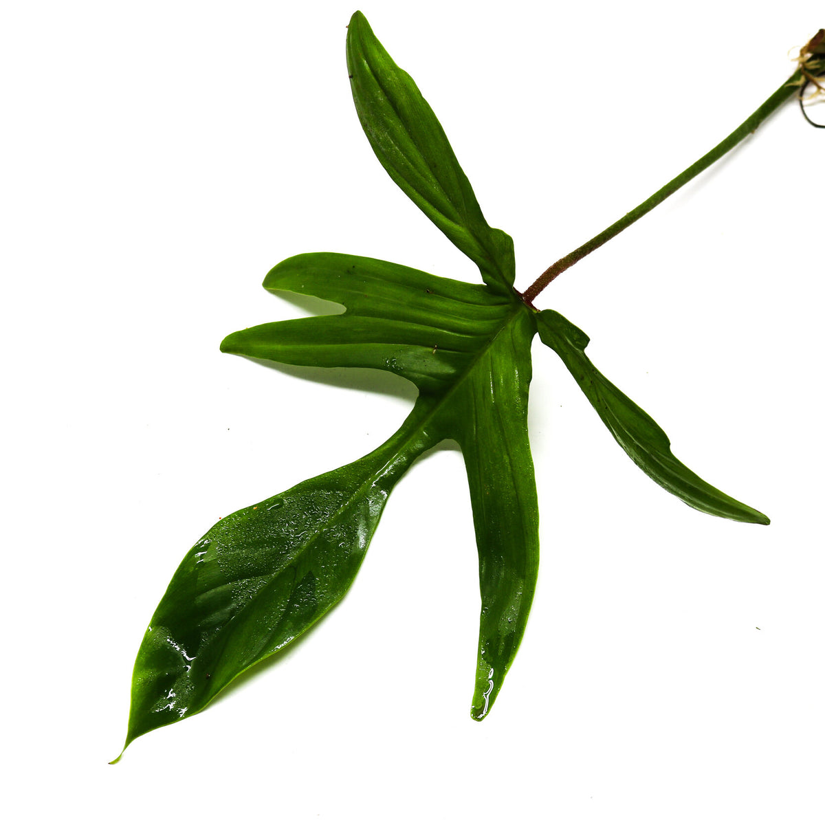 Philodendron 