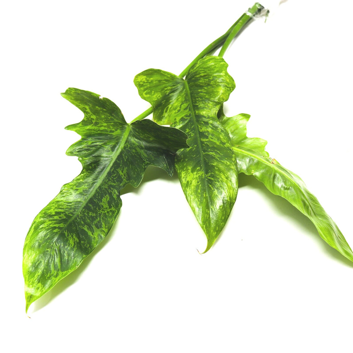 Philodendron 