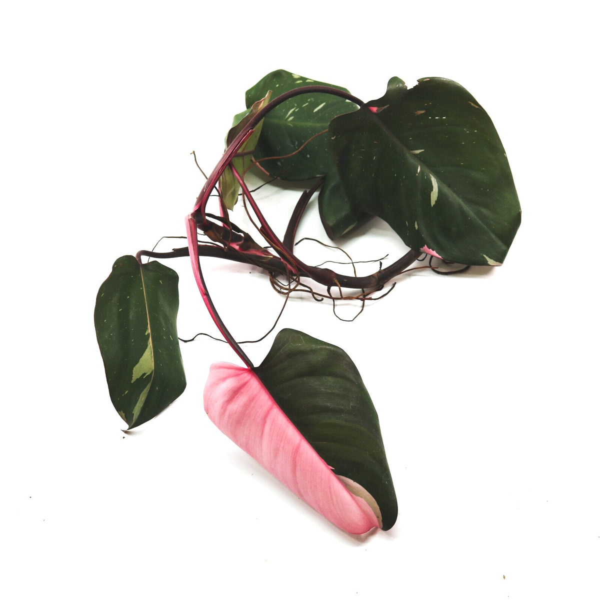 blushing philodendron price Philodendron erubescens hybrid "Pink Princess"
