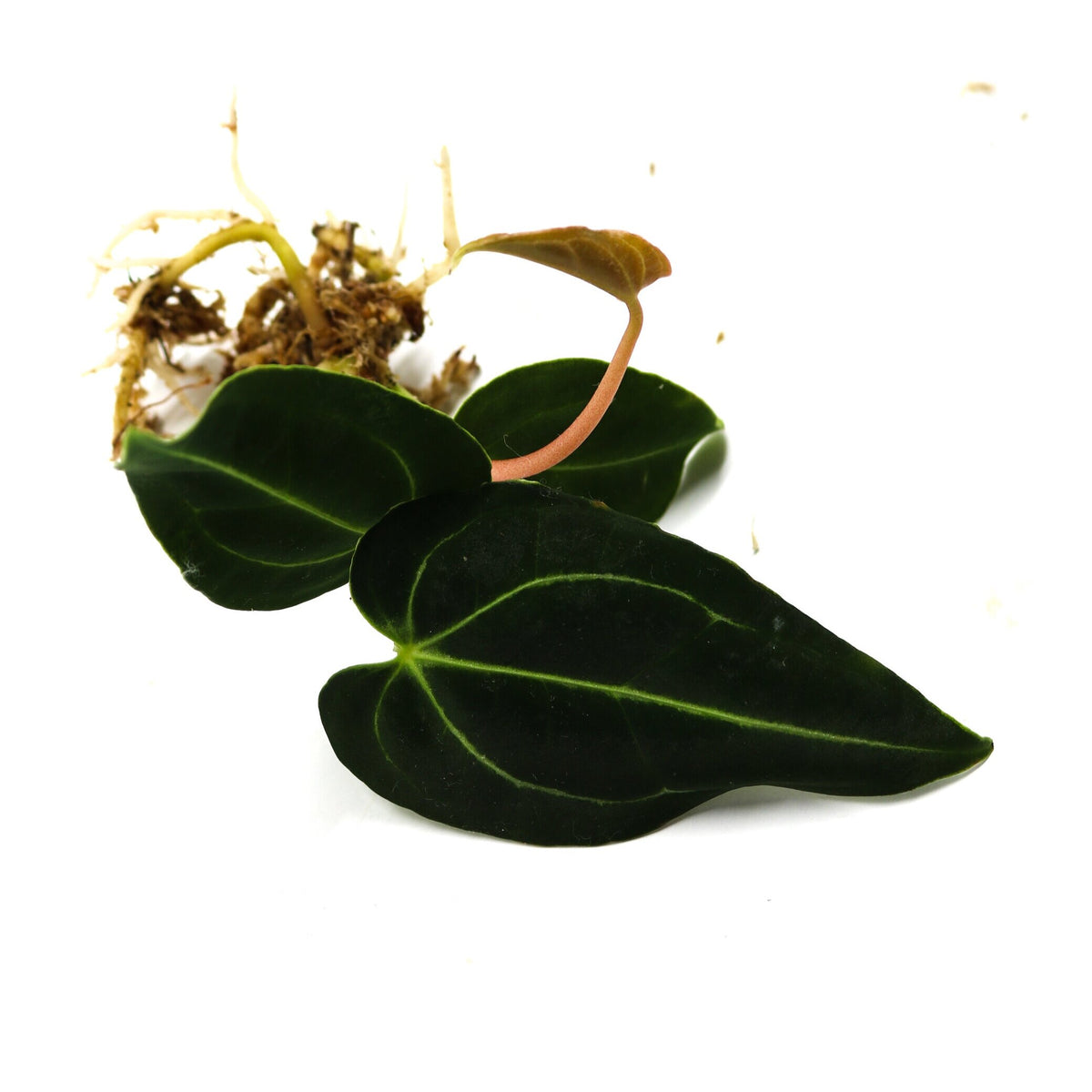anthurium regale uk Anthurium regale Terrarium Plant