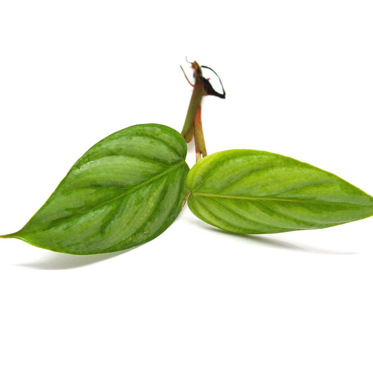 philodendron sodiroi mini Philodendron 'Sodirini' Terrarium Plant