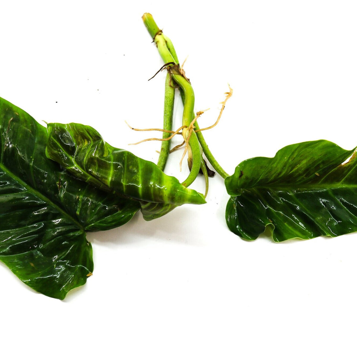 philodendron subhastatum mature Philodendron subhastatum Terrarium Plant