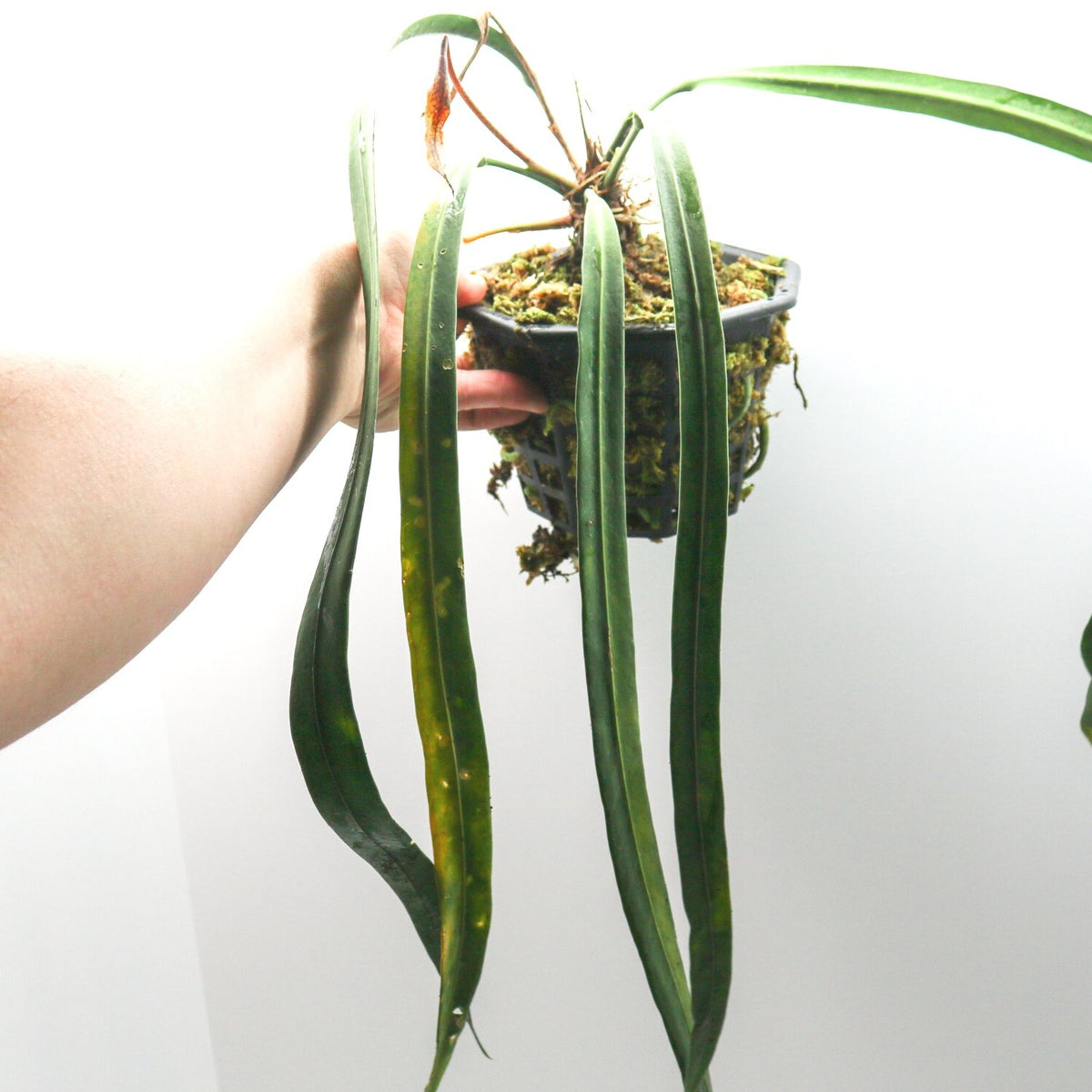 anthurium bakeri vs vittarifolium Anthurium vittarifolium Terrarium Plant