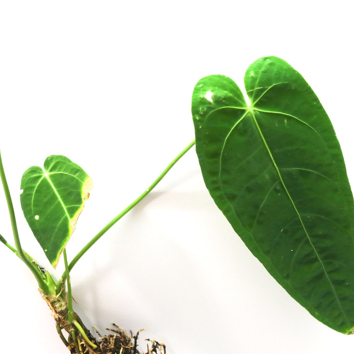 anthurium warocqueanum x metallicum Anthurium warocqueanum x waterburyanum Terrarium Plant