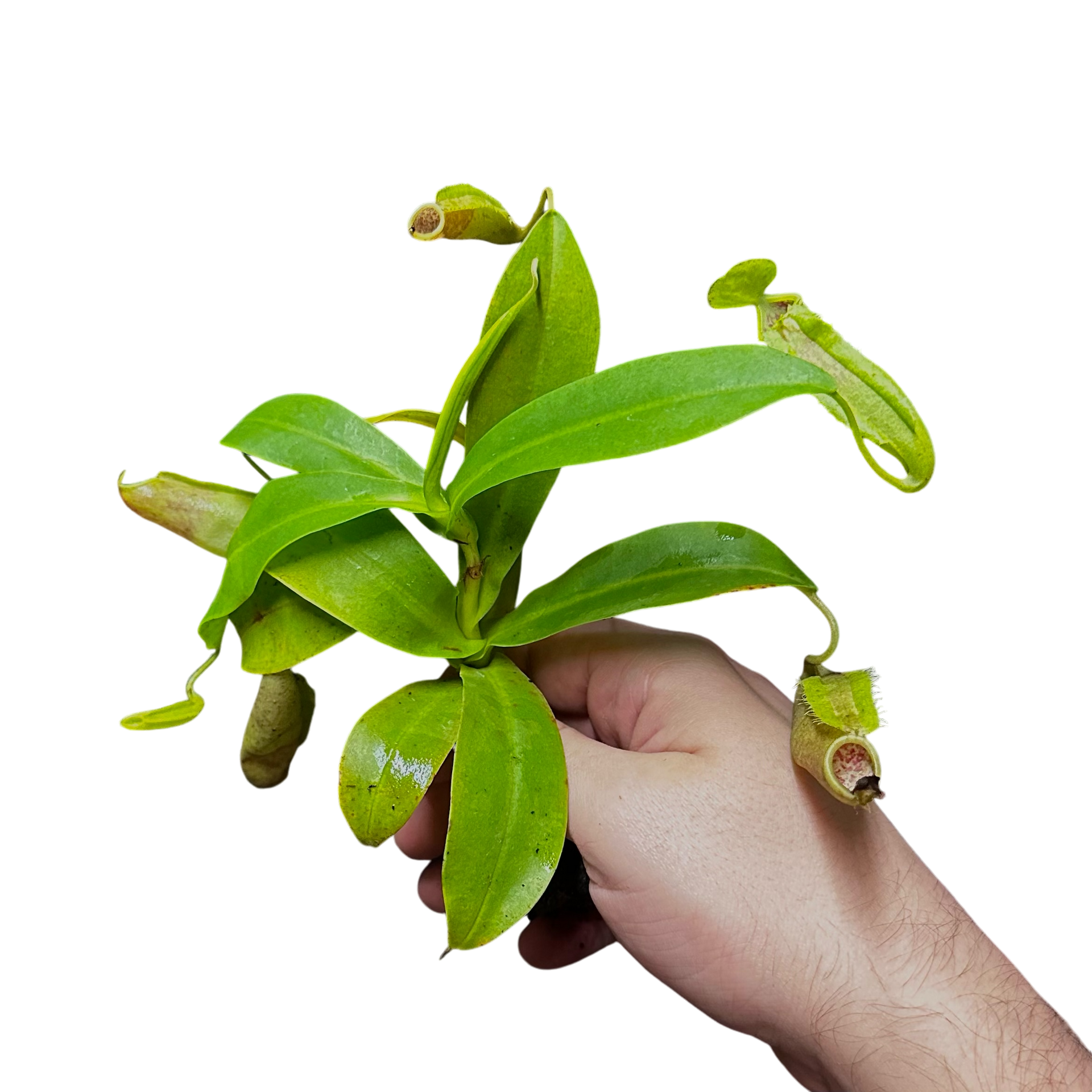 hydroponic pitcher plant Nepenthes sanguinea Terrarium Plant