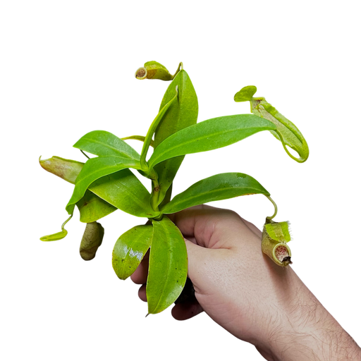 Nepenthes sanguinea