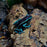Dendrobates truncatus "Blue” - Tadpole
