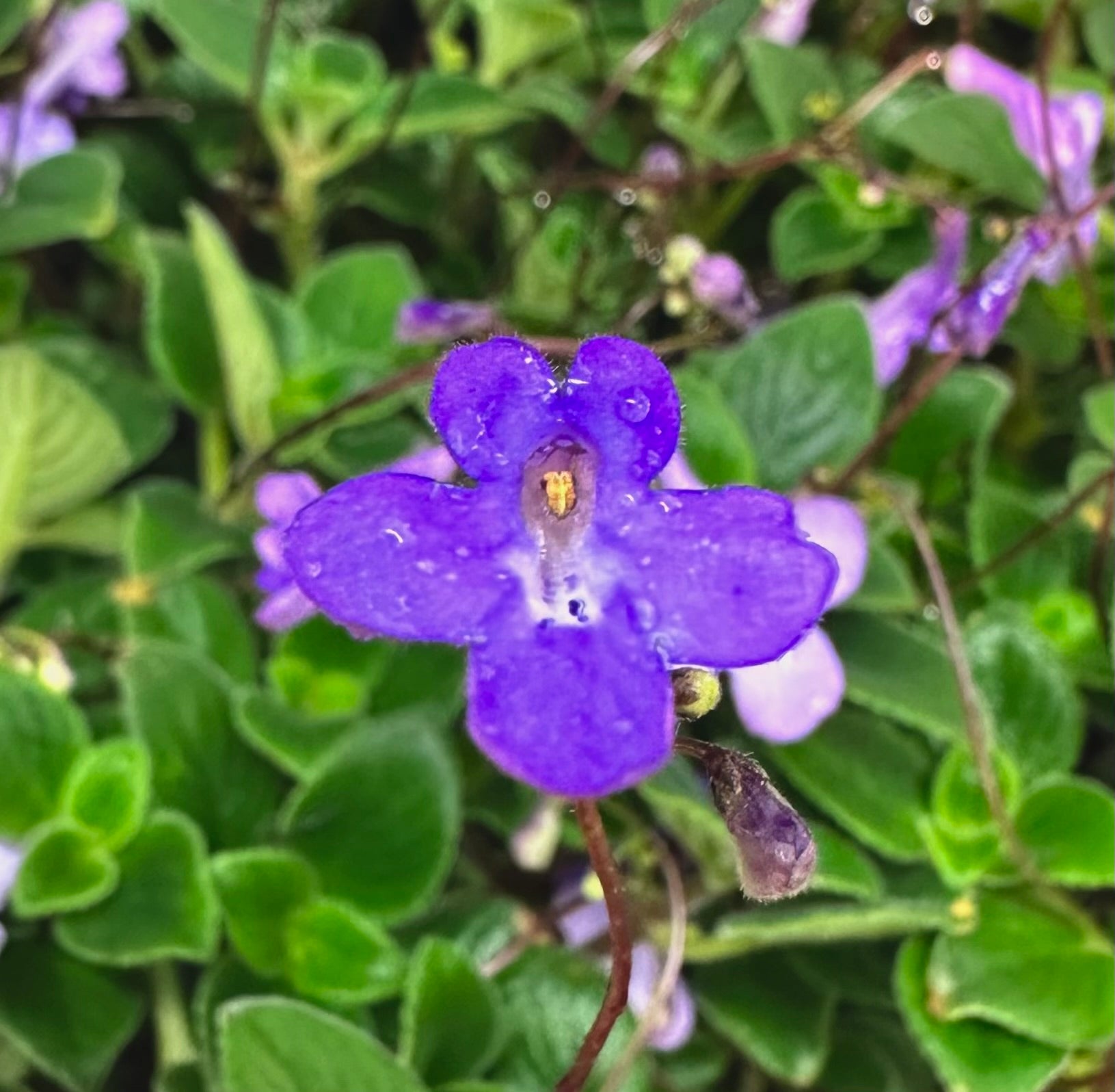 Streptocarpus saxorum 'Concord Blue' – FrogDaddy