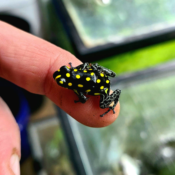 Ranitomeya vanzolinii Tadpole