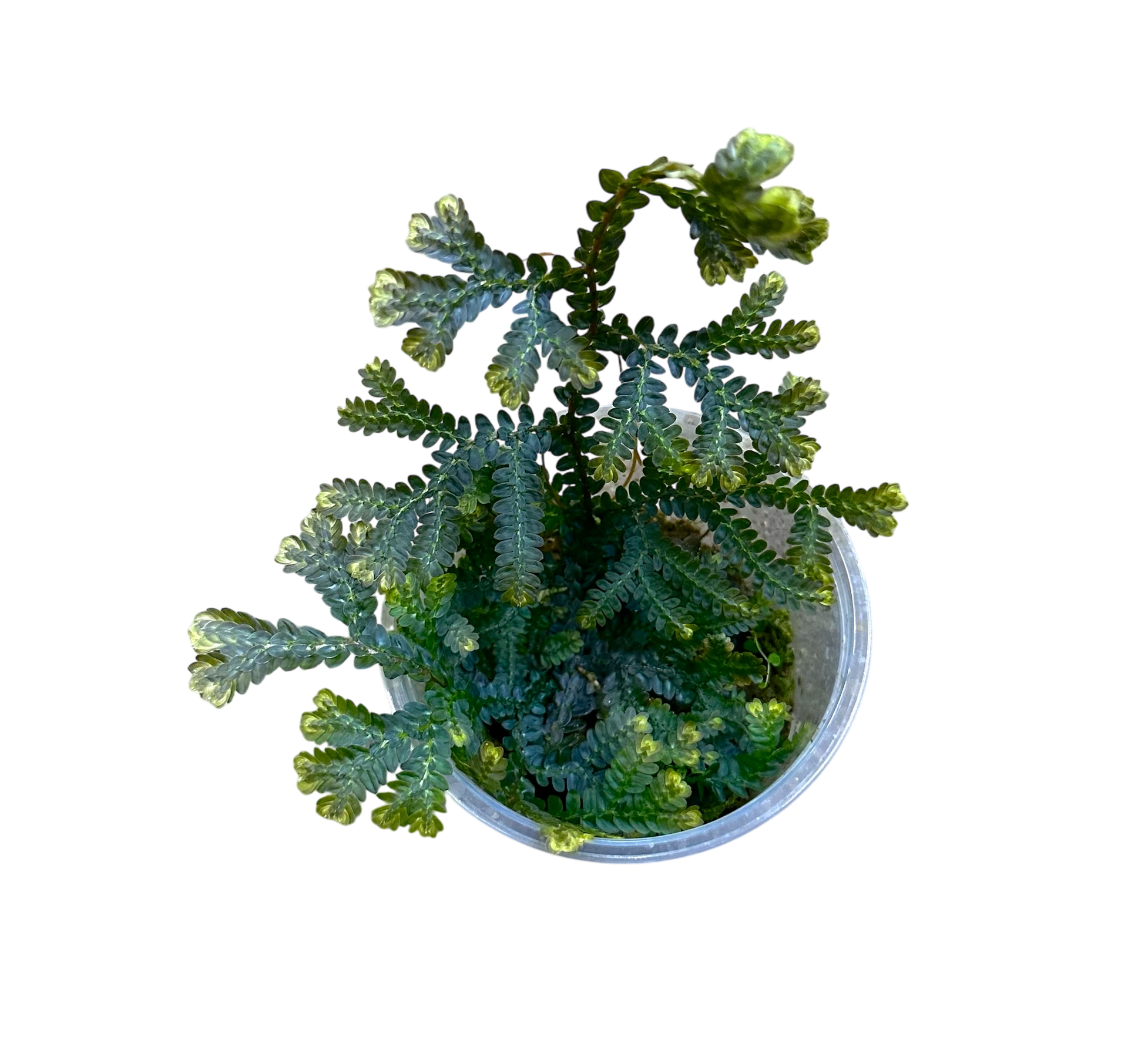 anthurium nursery in thailand Selaginella sp Thailand Nursery Terrarium Plant