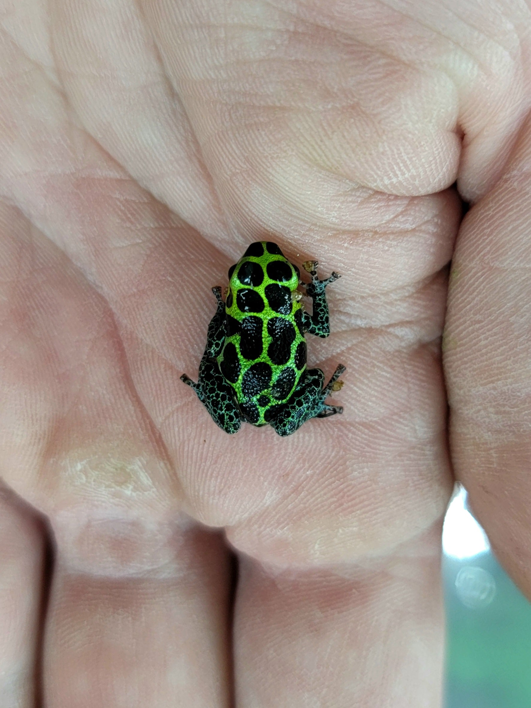 rana*＊※* Ranitomeya imitator 