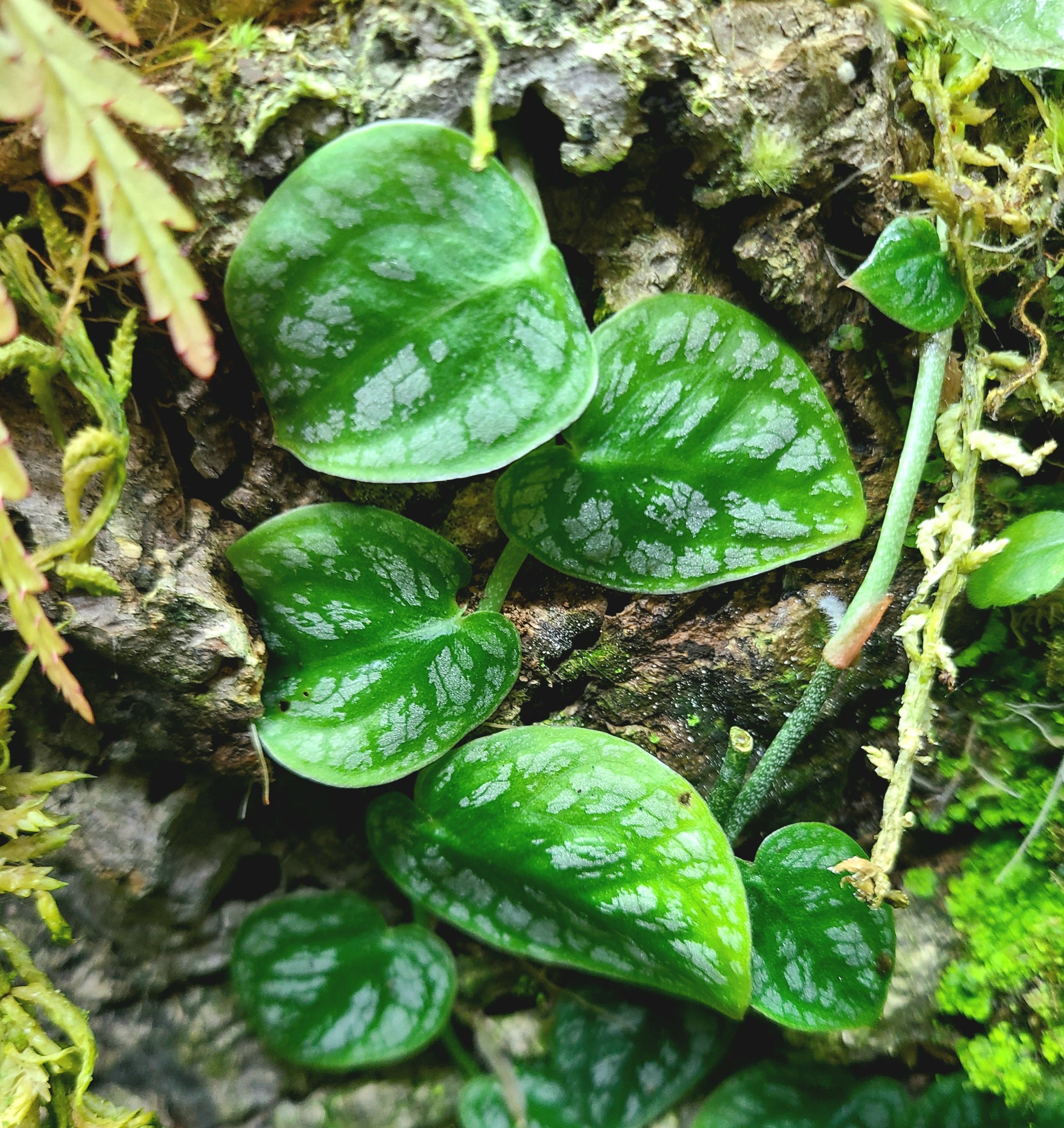 monstera dubia shingle plant Monstera dubia