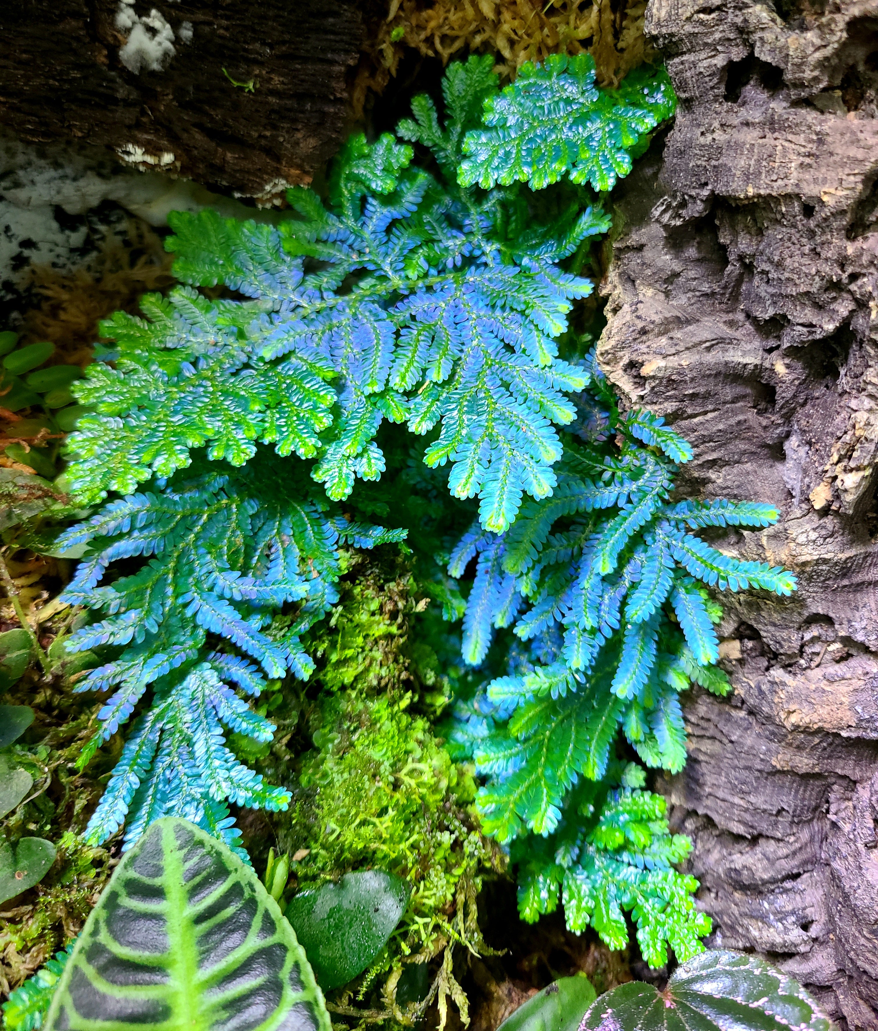 Selaginella willdenowii – FrogDaddy