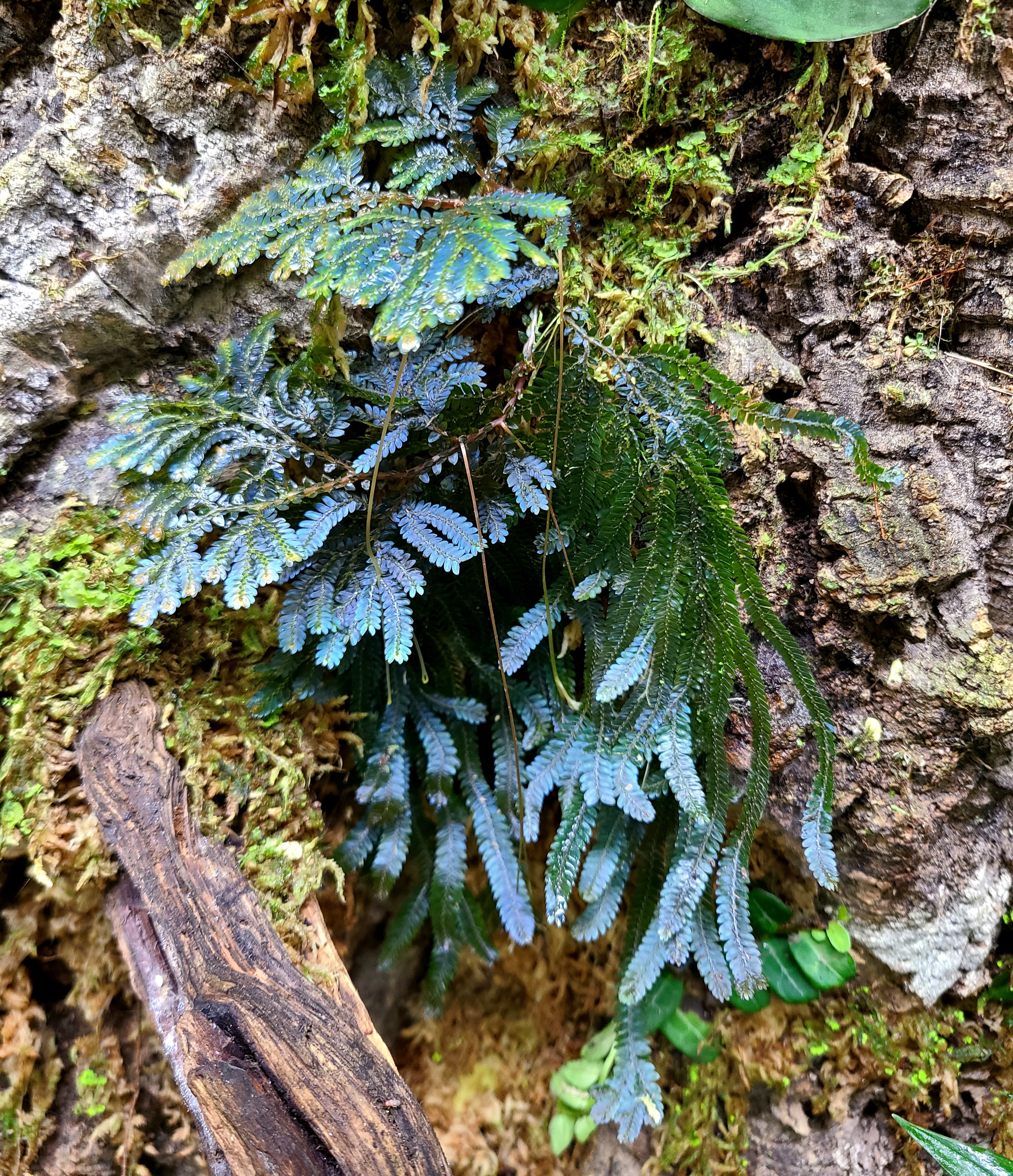 Selaginella willdenowii Terrarium Plant | FrogDaddy