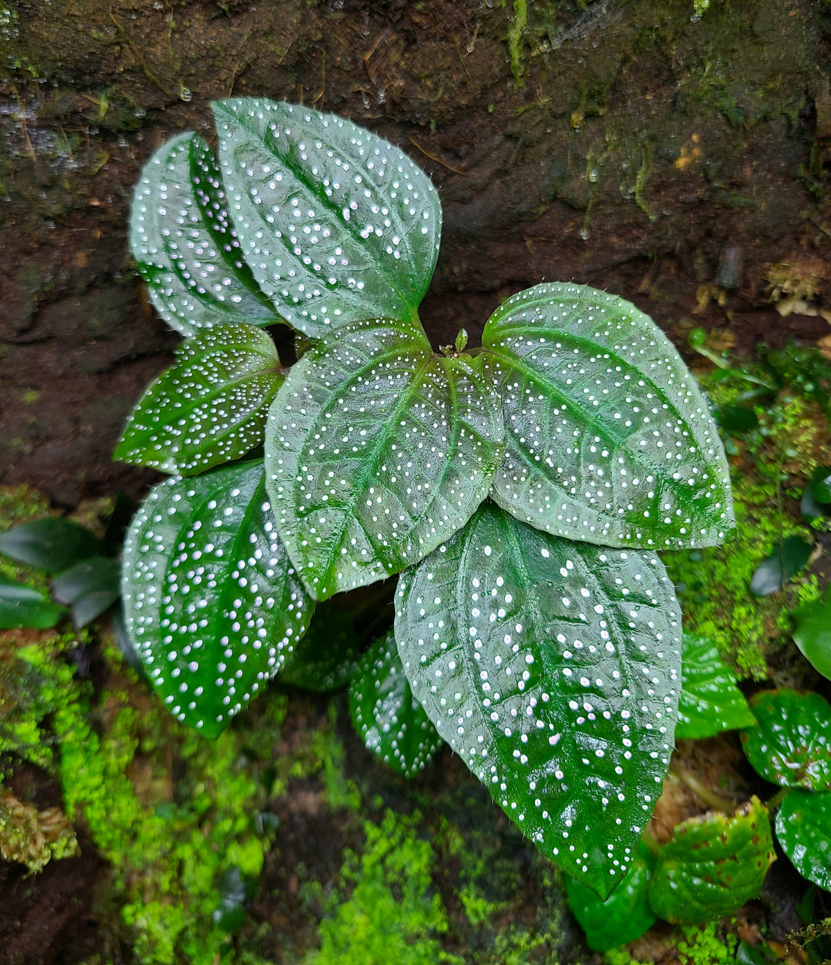 Calvoa sessiliflora Terrarium Plant | FrogDaddy