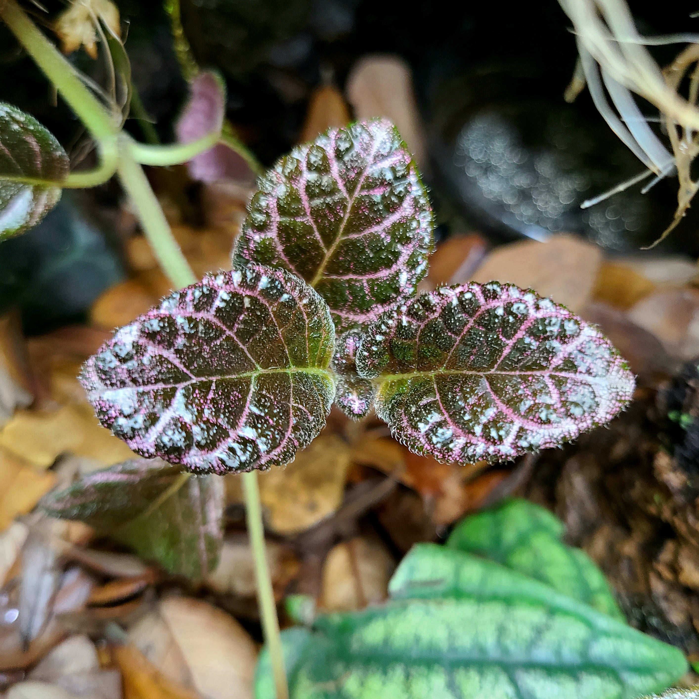 Episcia – FrogDaddy