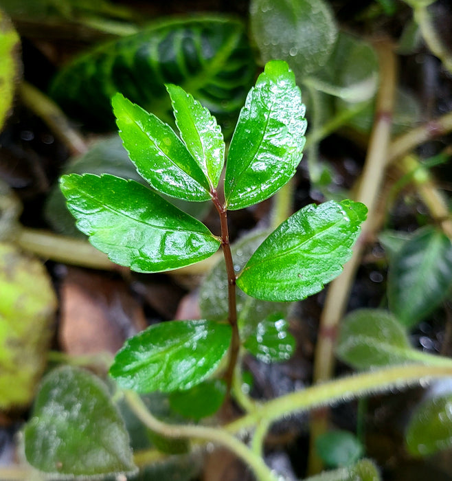 Elatostema sp. Silver Stripe